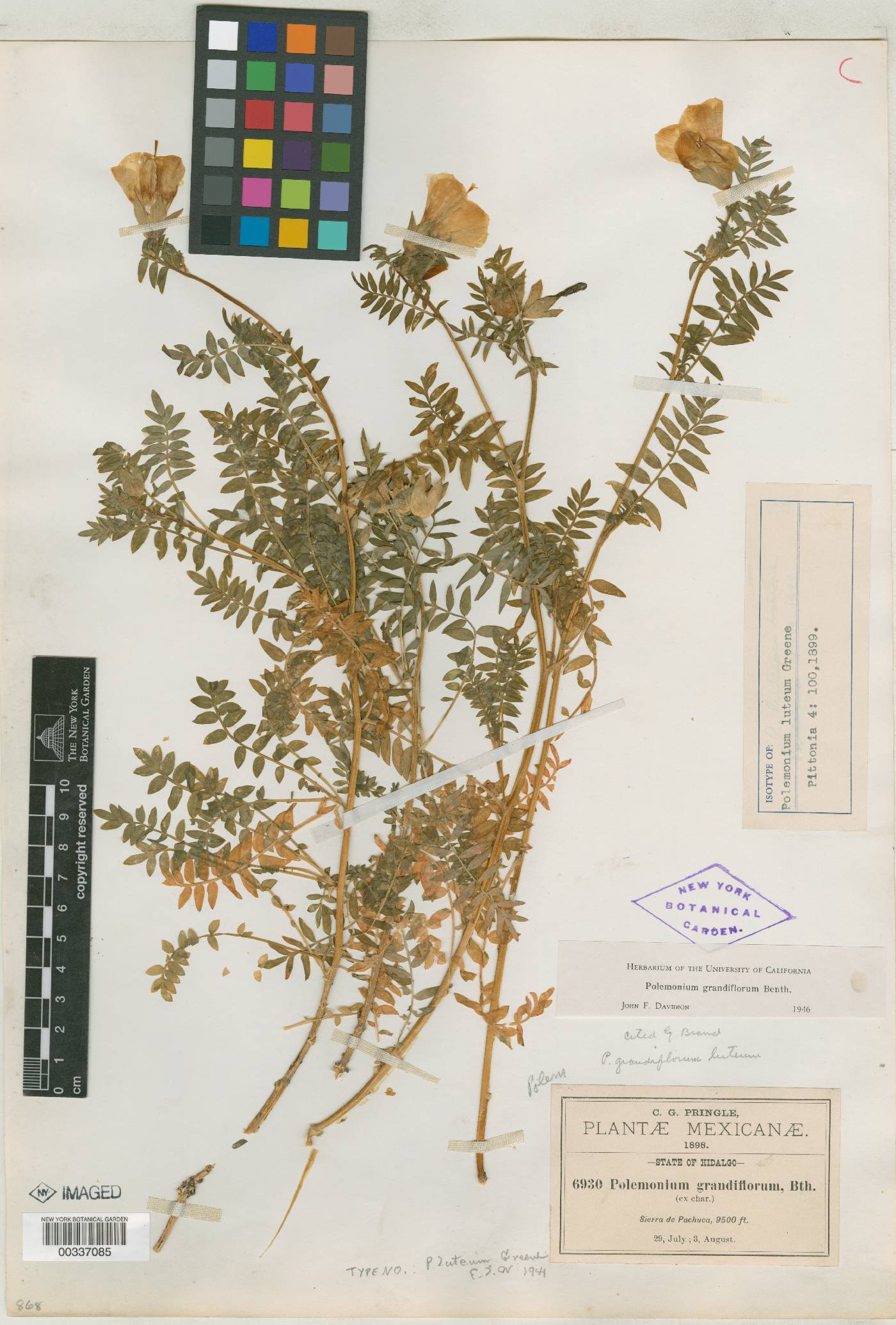 Polemonium grandiflorum image