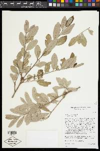 Quercus virginiana image