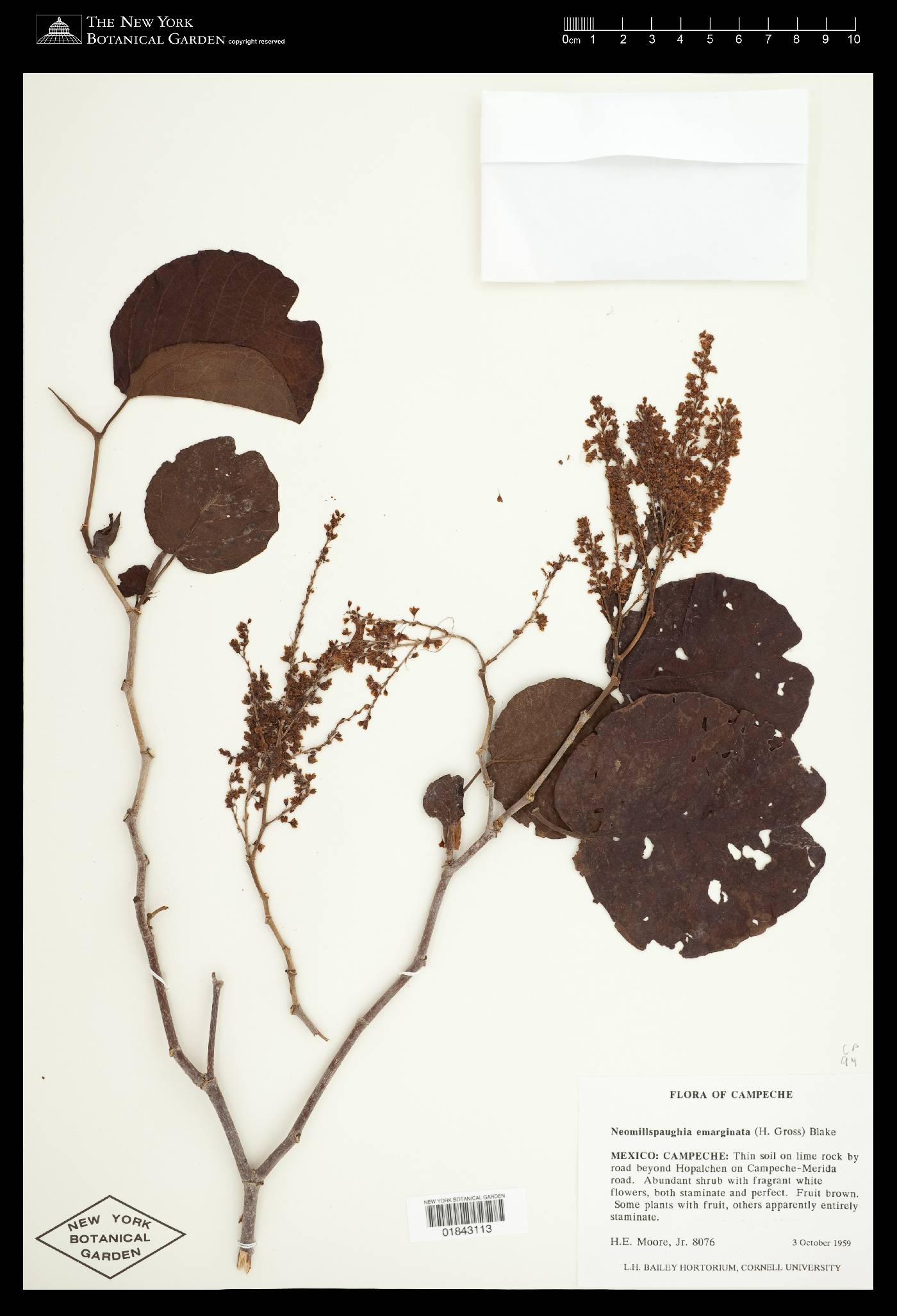 Neomillspaughia emarginata image