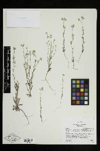 Cryptantha gracilis image