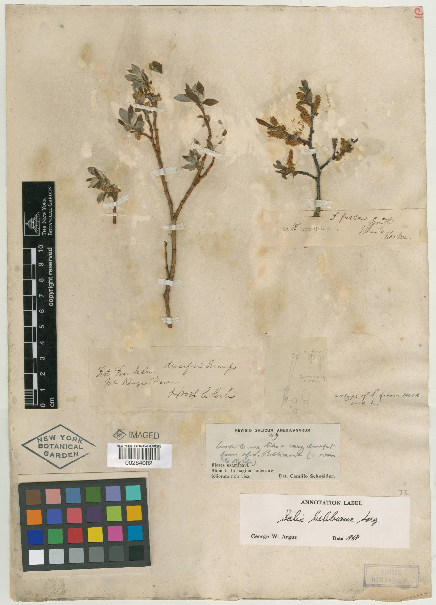 Salix myrtilloides image