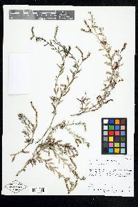 Heliotropium curassavicum image