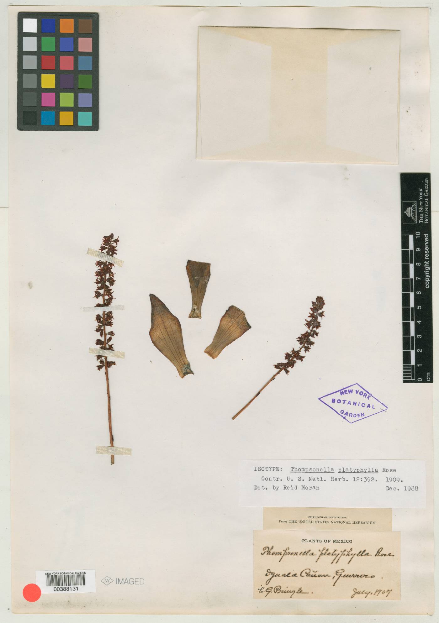 Thompsonella platyphylla image