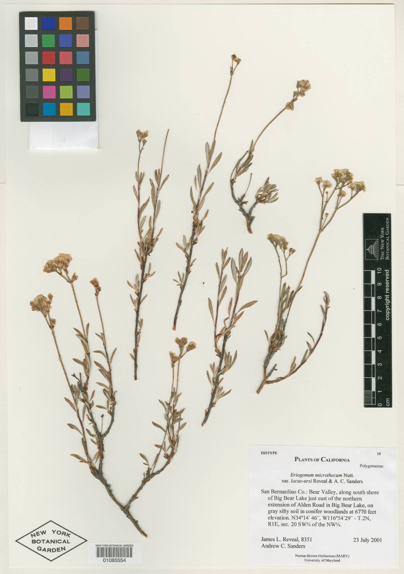 Eriogonum microtheca var. lacus-ursi image