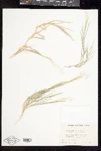 Muhlenbergia asperifolia image