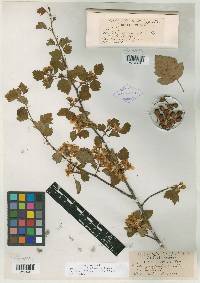 Crataegus pulcherrima image