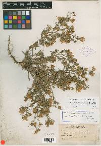 Machaeranthera canescens var. canescens image