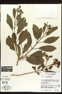 Solanum donianum image