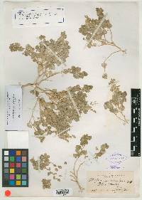 Atriplex graciliflora image