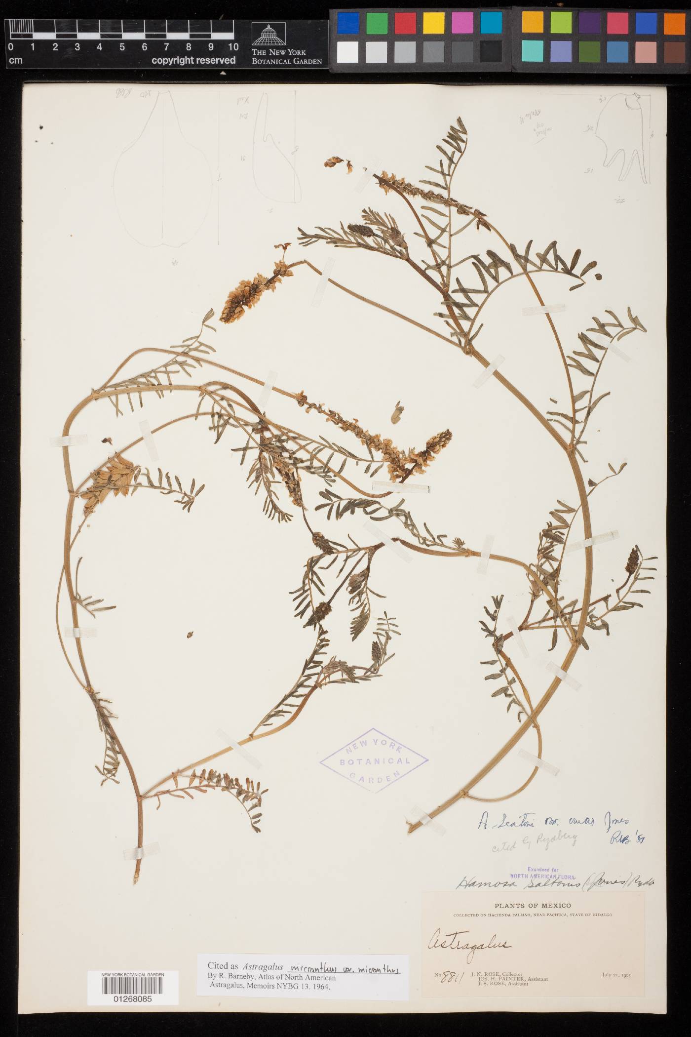 Astragalus micranthus image