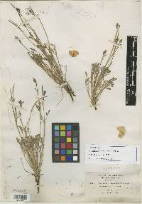 Eschscholzia apiculata image