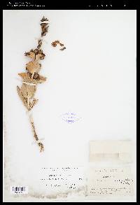 Penstemon buckleyi image