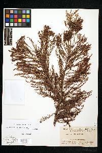 Taxodium distichum var. distichum image