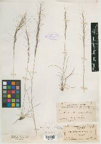 Aristida purpurea var. nealleyi image