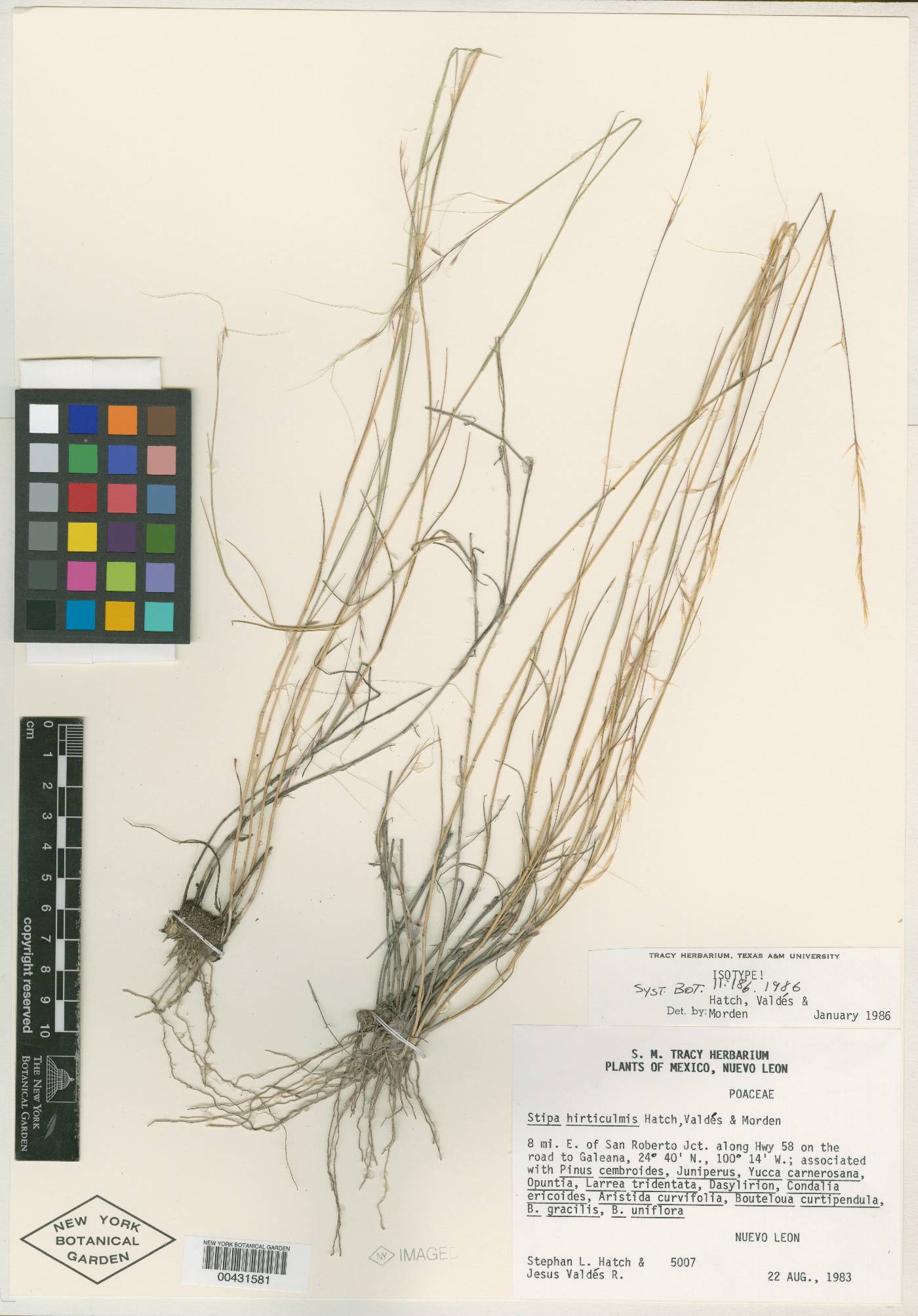 Stipa hirticulmis image