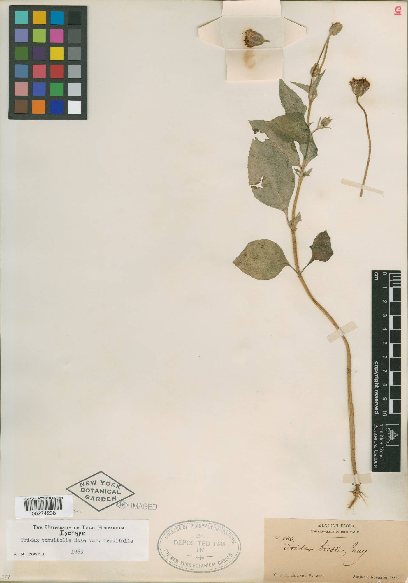 Tridax tenuifolia image