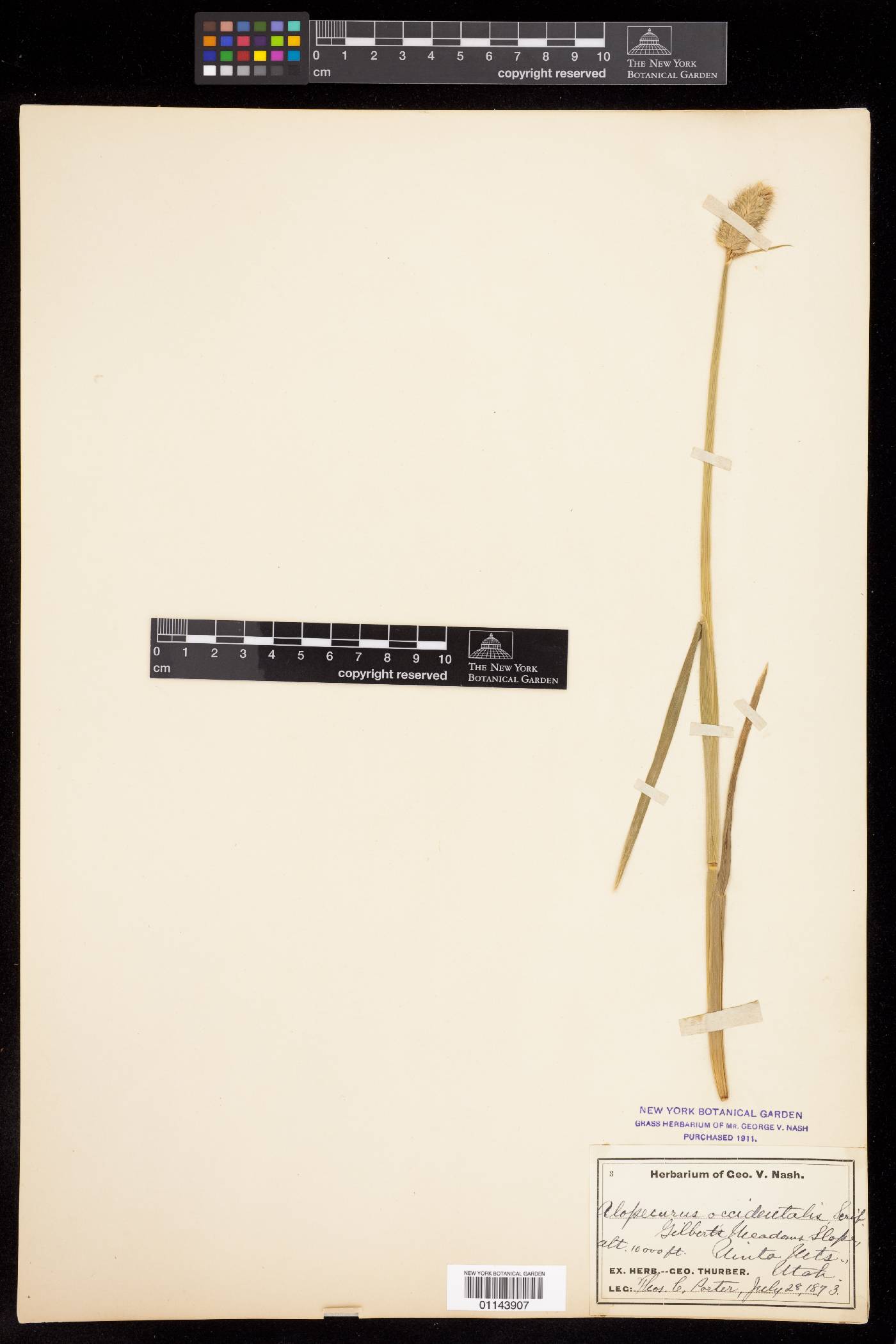 Alopecurus magellanicus image