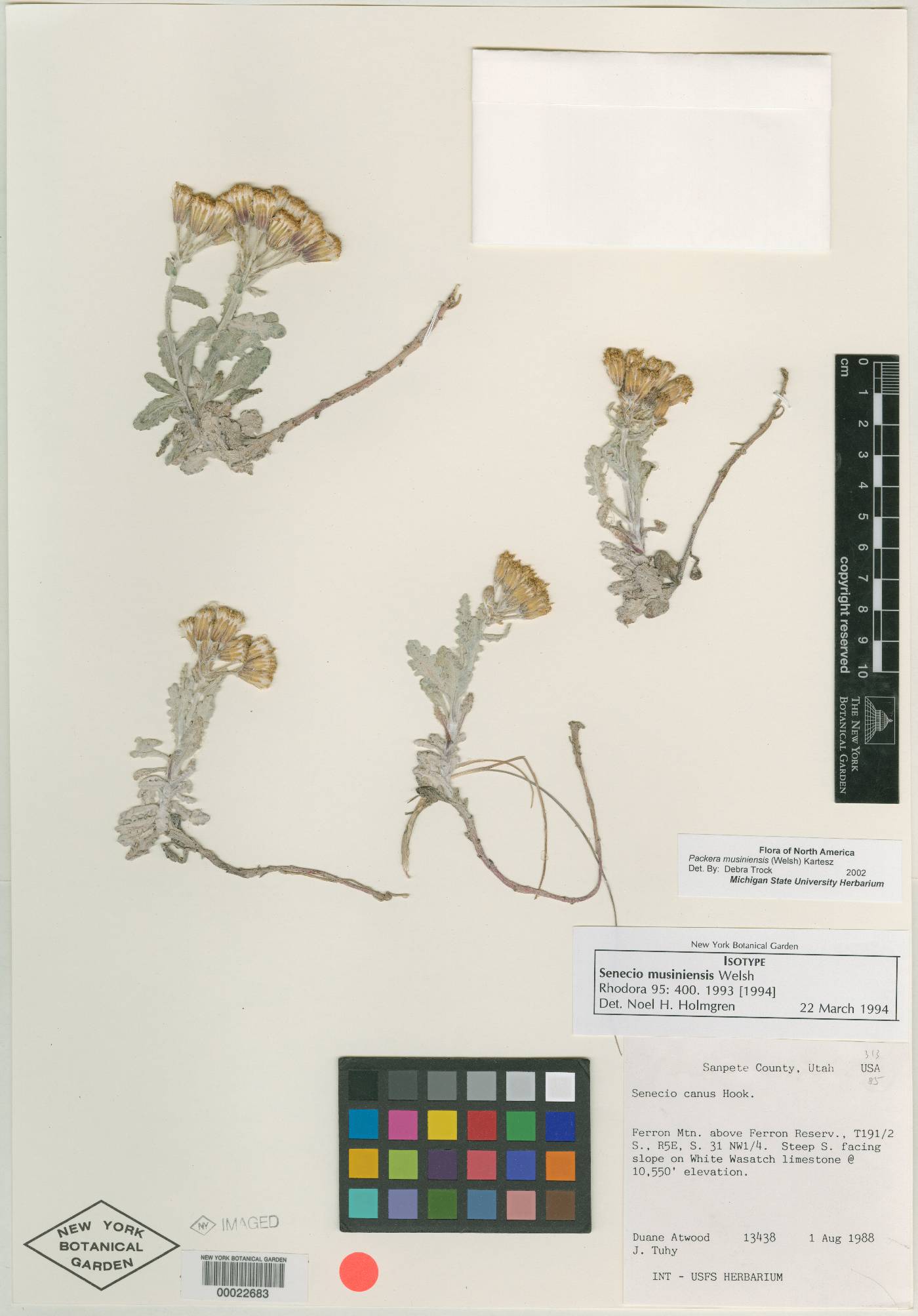 Senecio musiniensis image