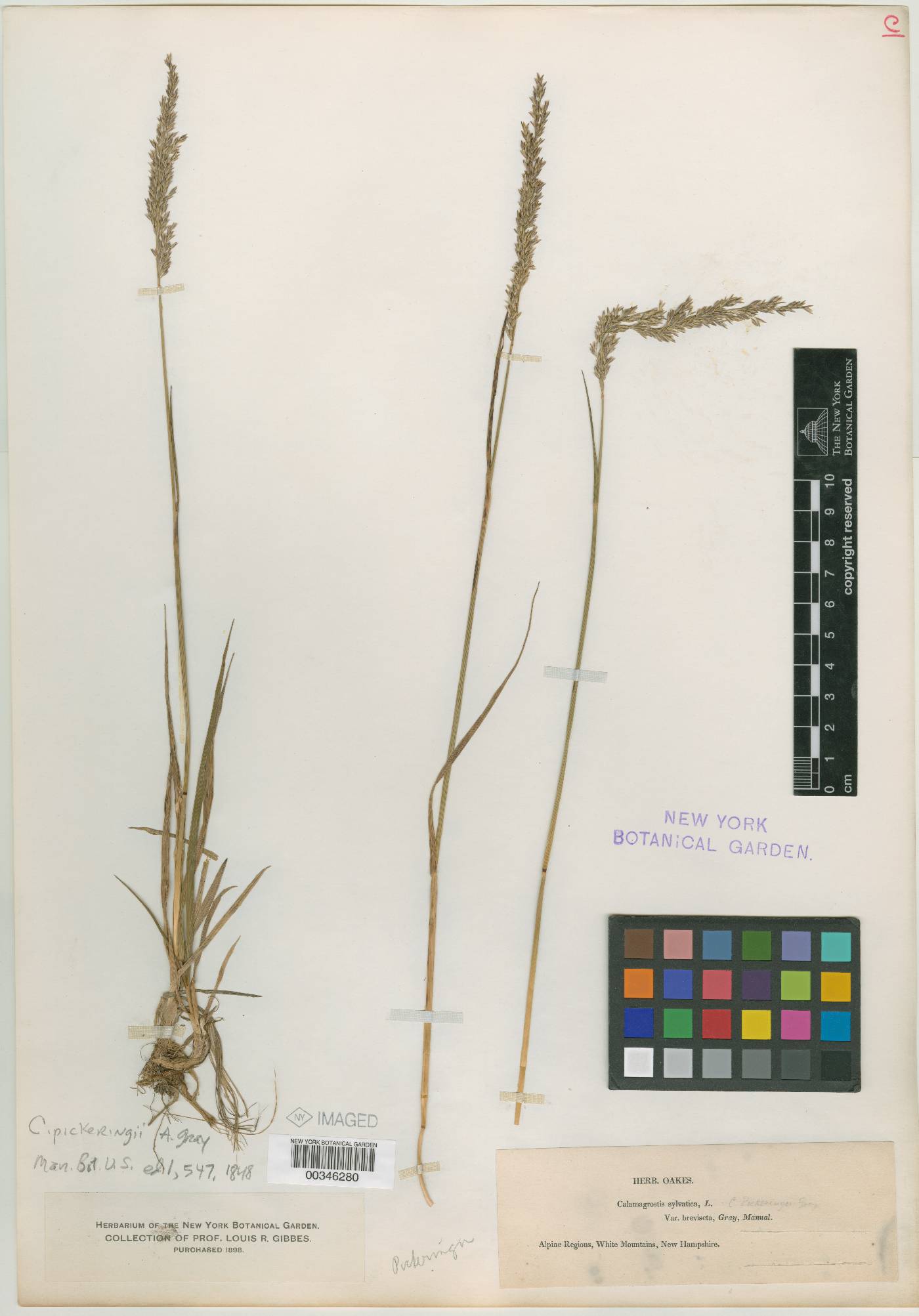 Calamagrostis pickeringii image