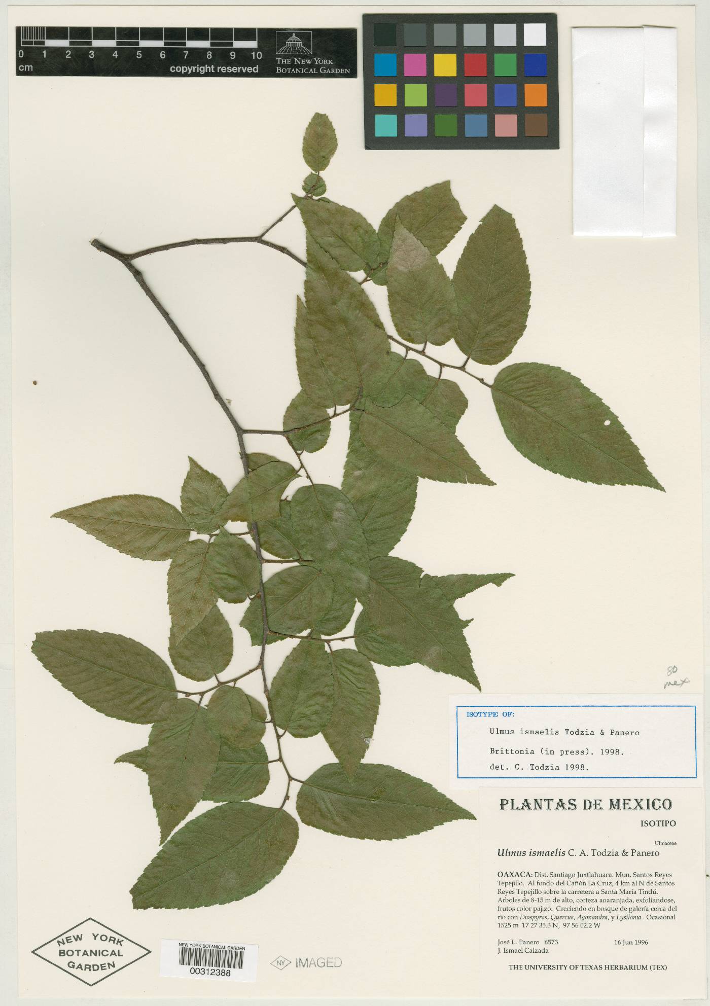 Ulmus ismaelis image