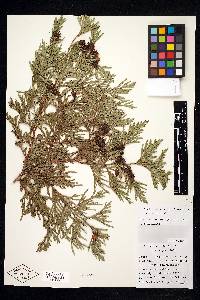 Thuja standishii image