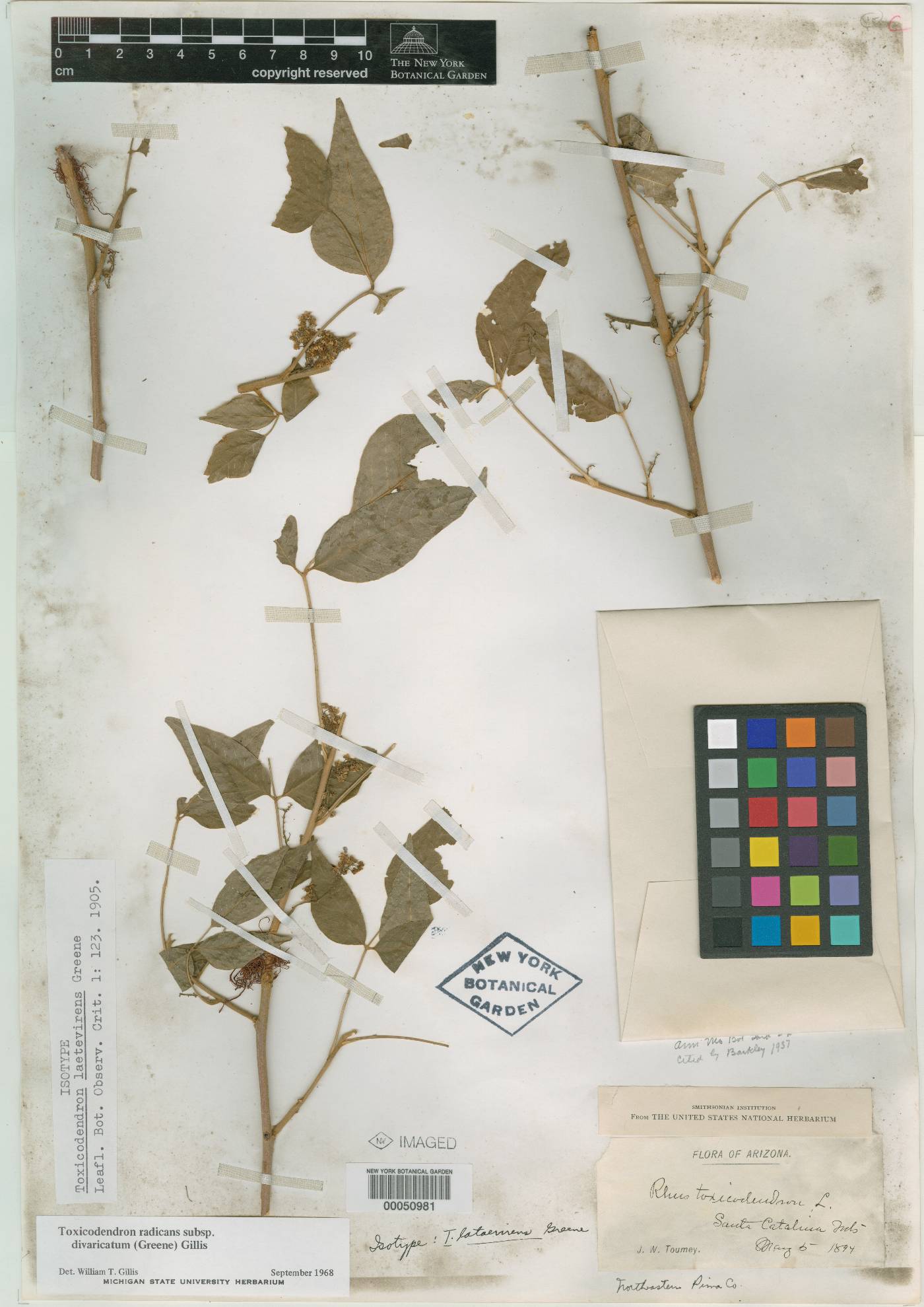 Toxicodendron laetevirens image