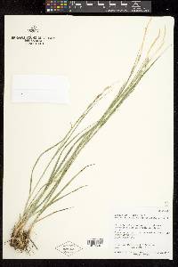 Melica bulbosa image