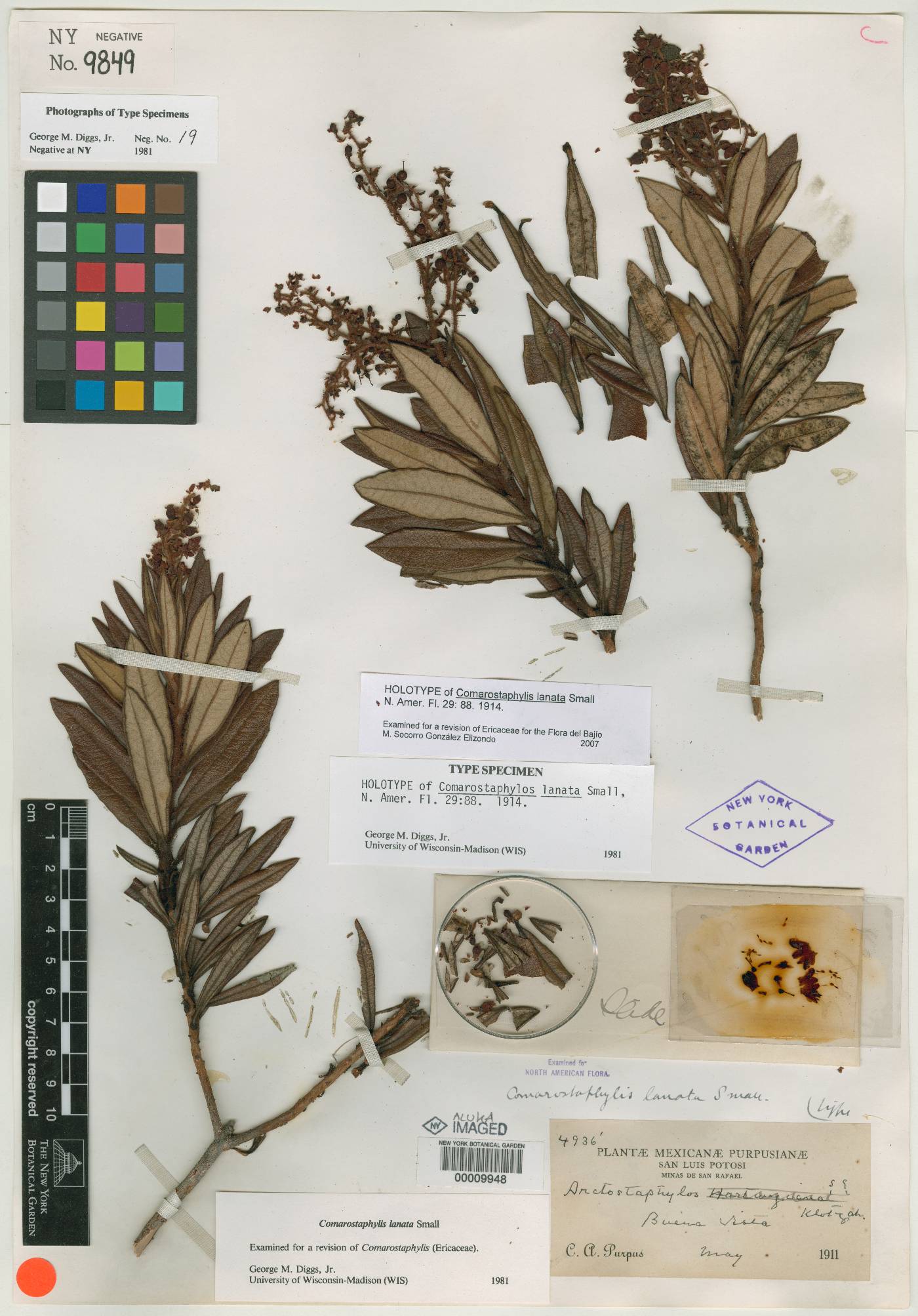 Comarostaphylis lanata image