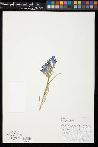 Penstemon caryi image