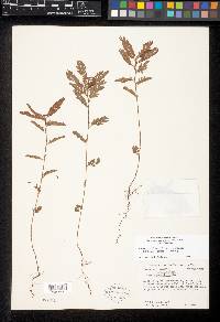 Chamaecrista nictitans var. leptadenia image