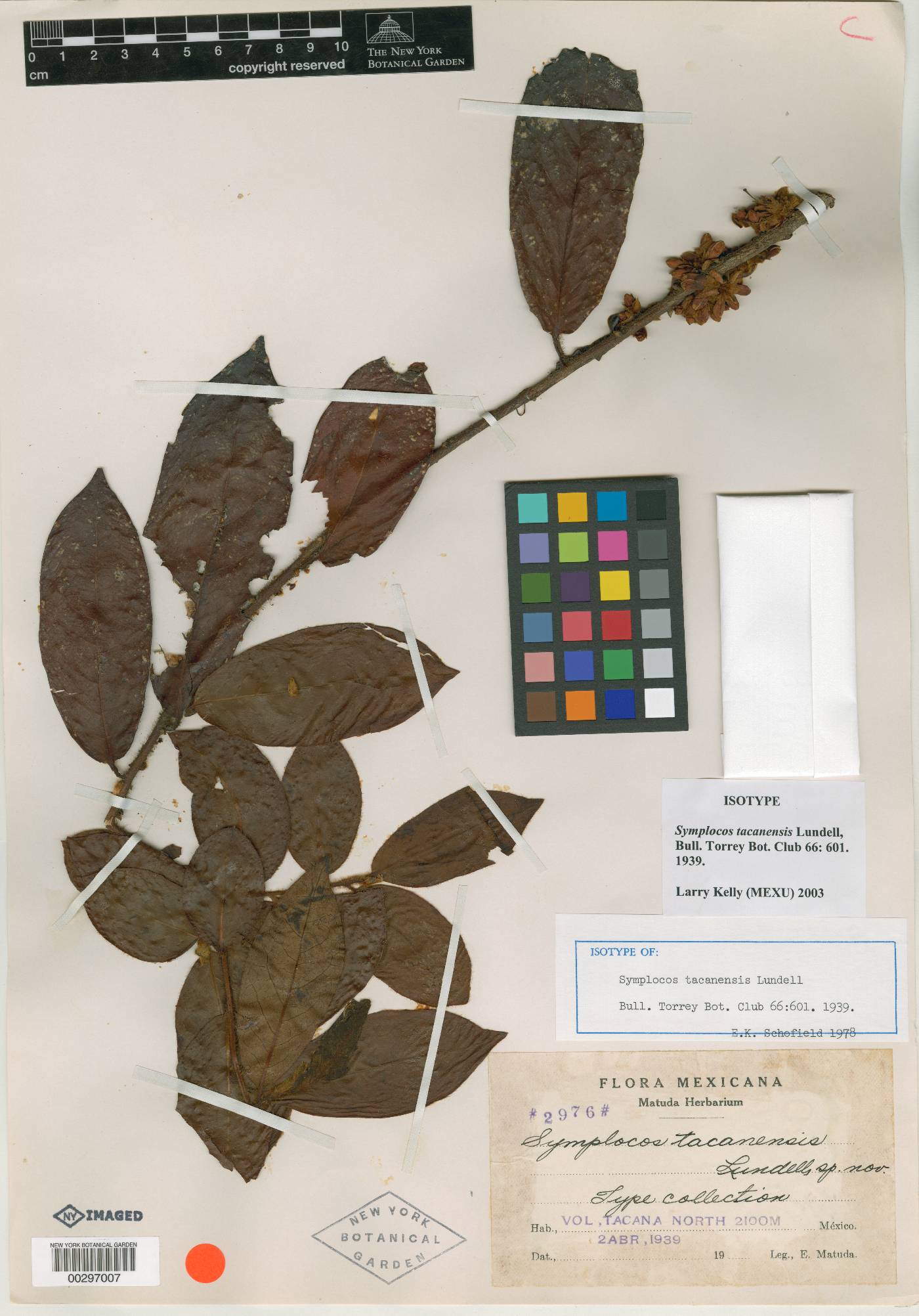 Symplocaceae image