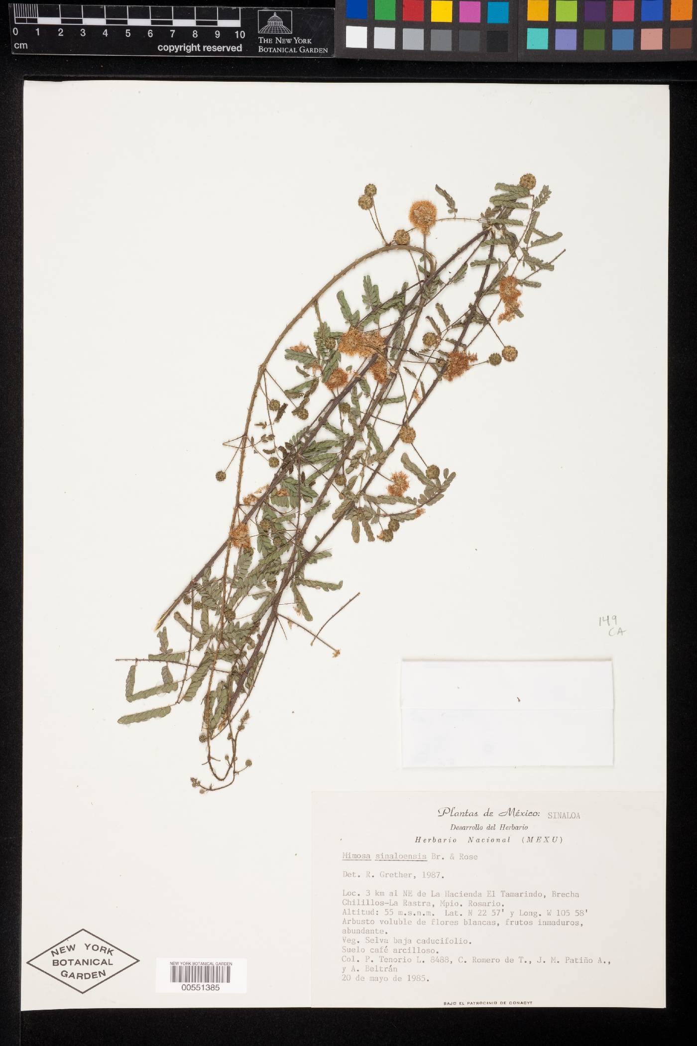 Mimosa sinaloensis image