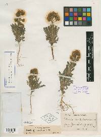 Phacelia deserta image