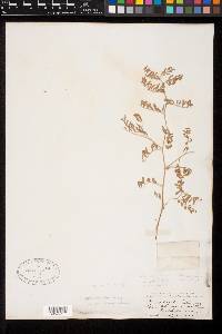 Astragalus tweedyi image