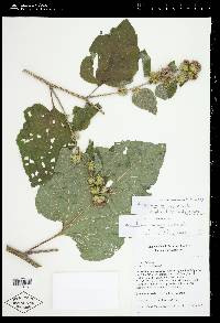 Arctium minus image