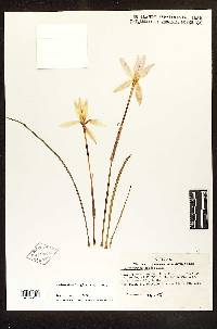 Zephyranthes longituba image