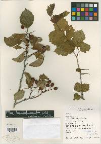 Crataegus desueta image