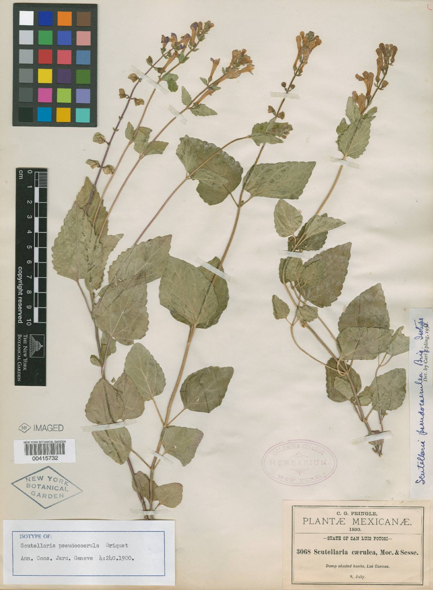 Scutellaria pseudocoerulea image