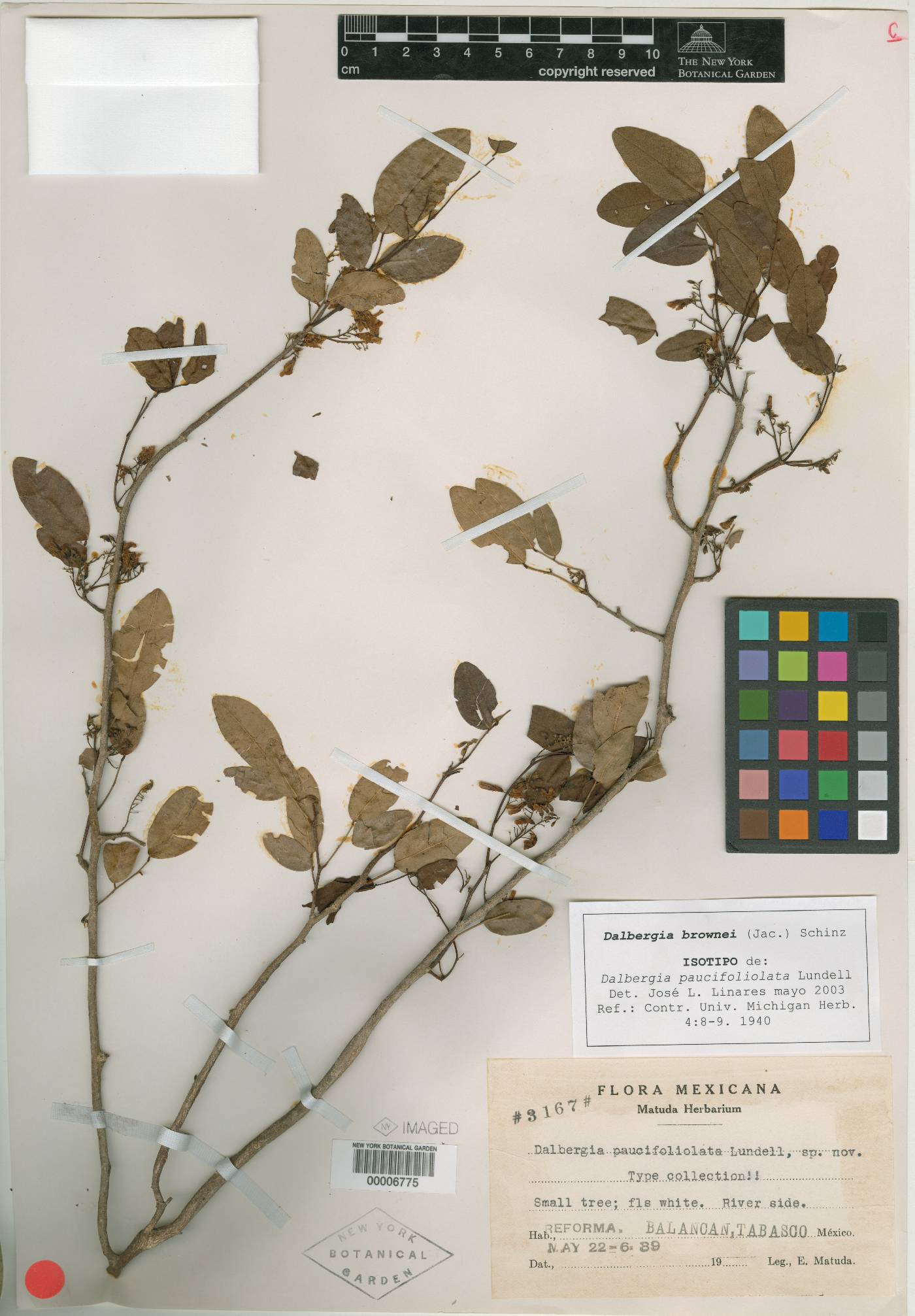 Dalbergia paucifoliolata image