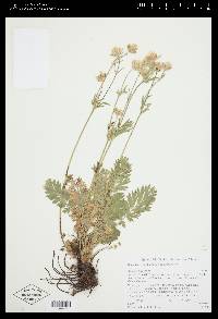 Geum triflorum var. ciliatum image