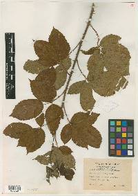 Rubus palmeri image