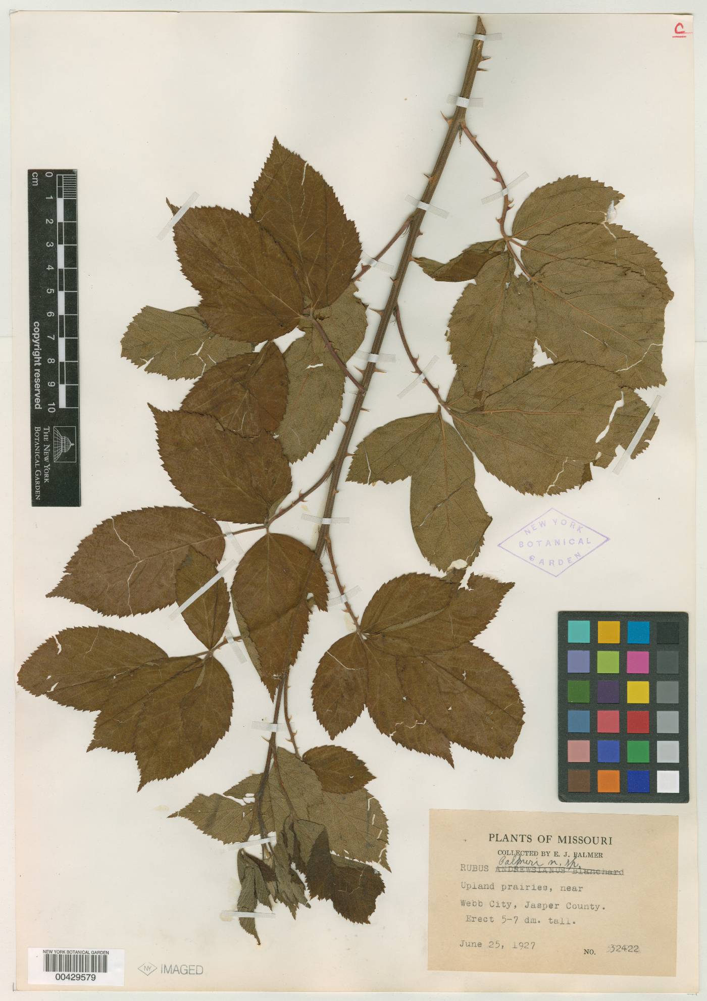 Rubus palmeri image