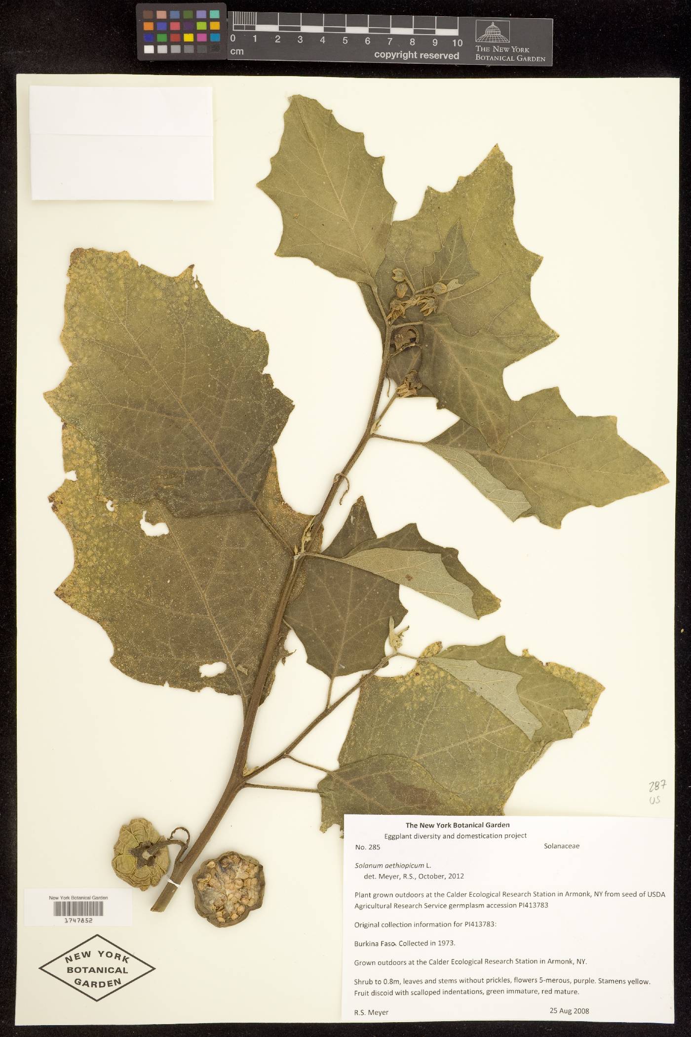 Solanum aethiopicum image