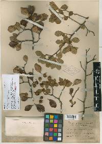 Crataegus uniflora image