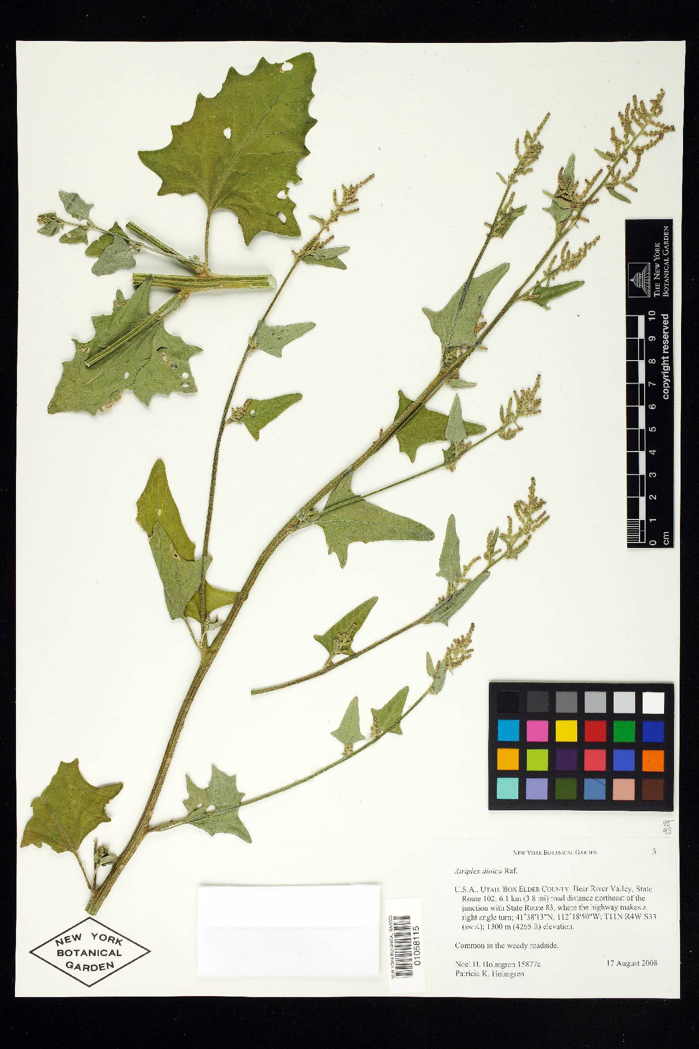 Atriplex dioica image