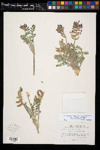 Astragalus malacus image