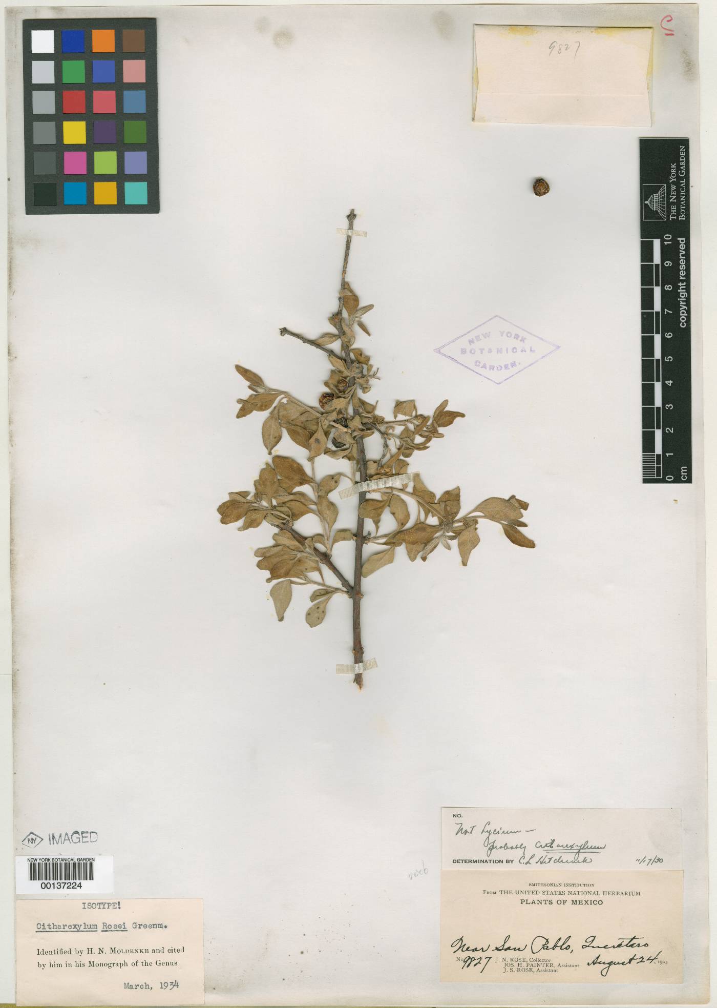 Citharexylum rosei image