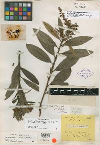 Arctostaphylos longifolia image