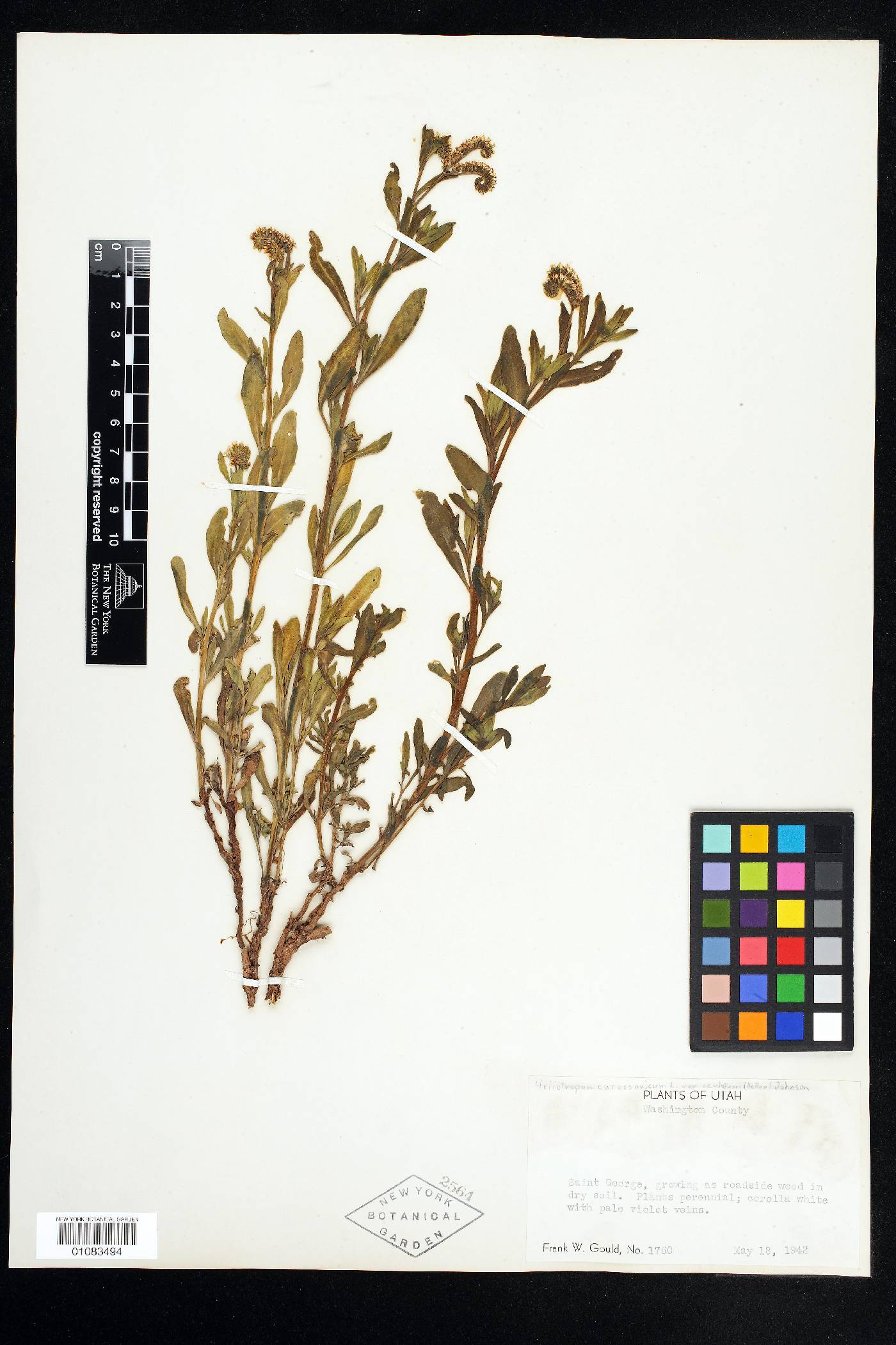 Heliotropium curassavicum var. oculatum image