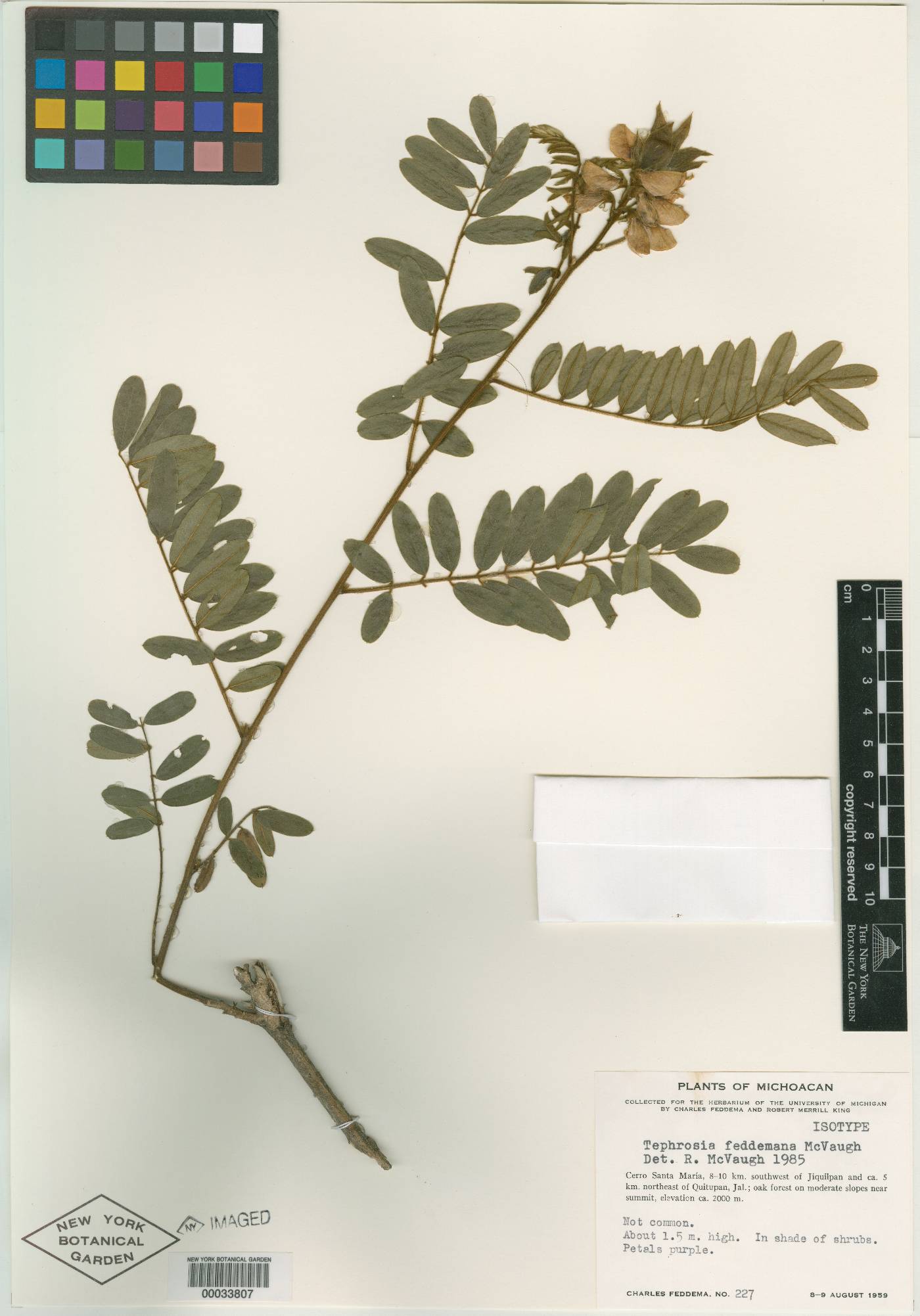 Tephrosia feddemana image